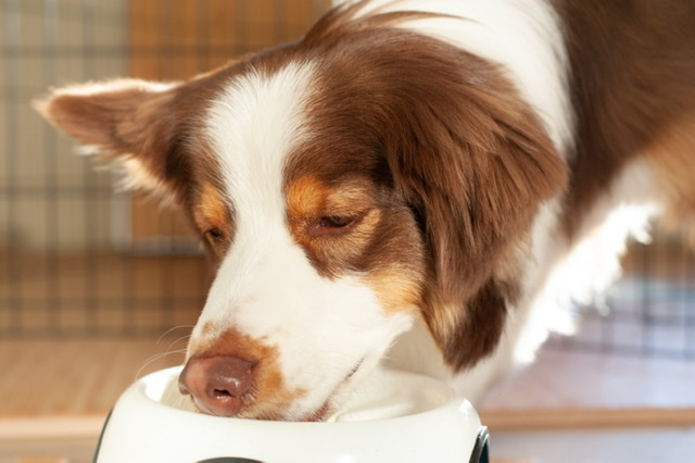 犬はどうしてチョコレートを食べてはいけないのか 致死量から対策まで もふもふプレッツェル